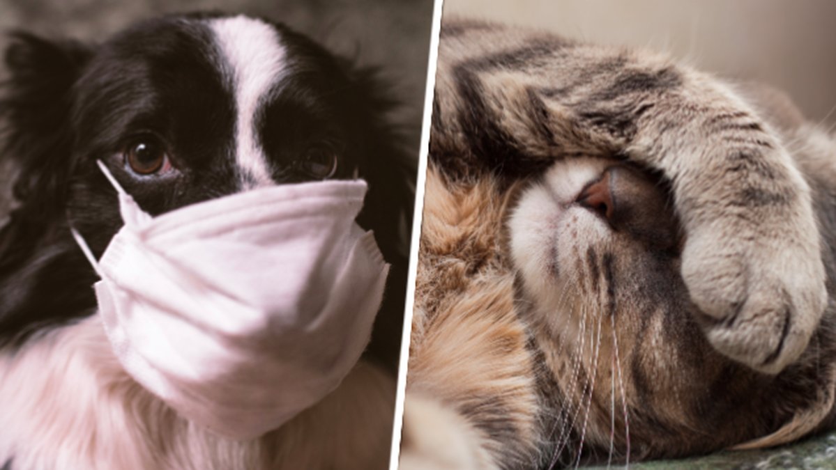 Kan ditt husdjur lida av pollenallergi? Här är svaret